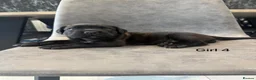 Cane Corso dogs for sale: Ready to collect Exceptional Cane Corso puppies   - Advert 31
