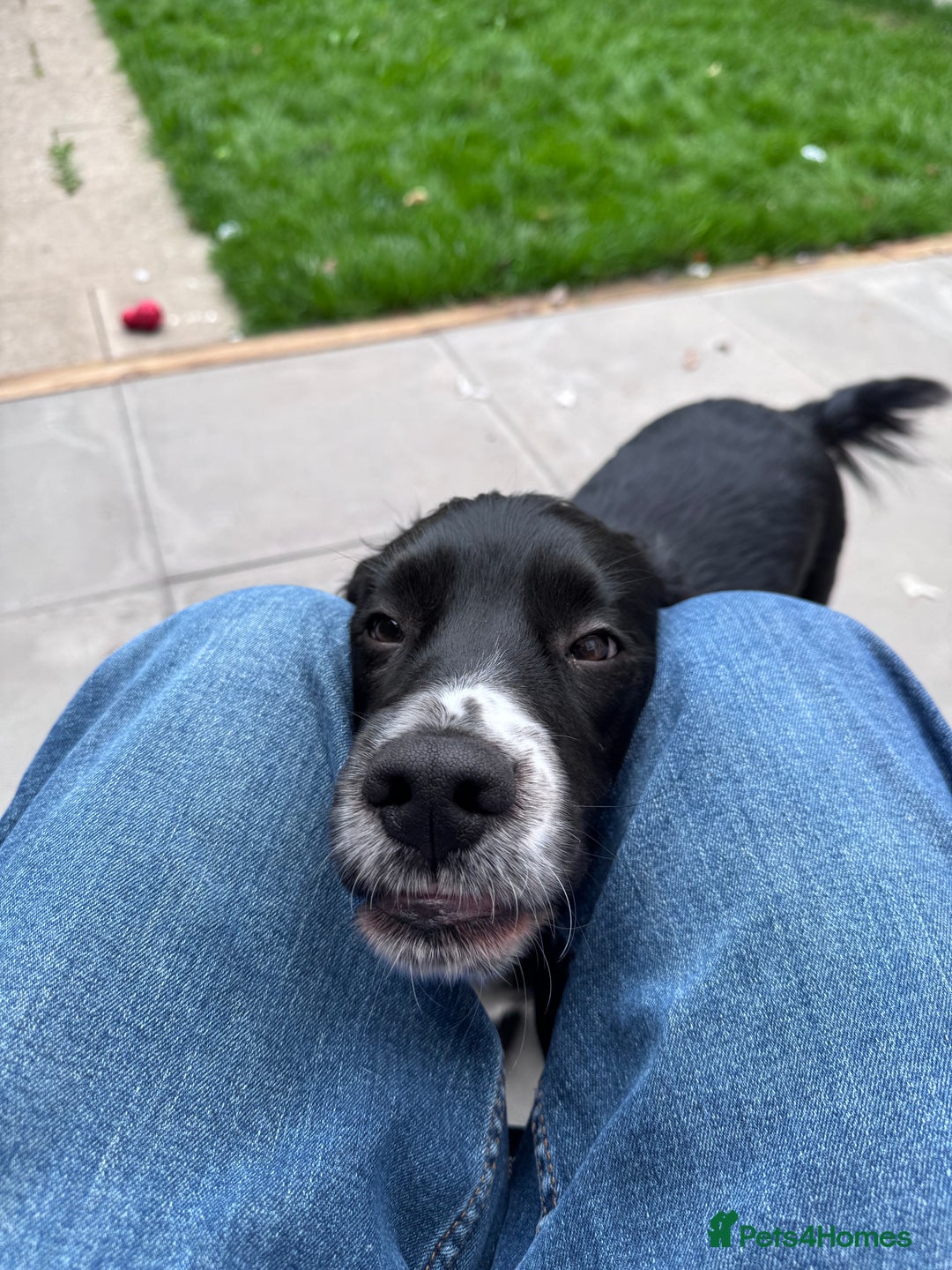 Cocker Spaniel dogs for sale: 1 year old male Cocker Spaniel.  - Image 6