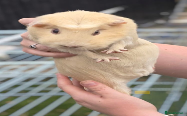 Guinea Pig rodents - Advert 1