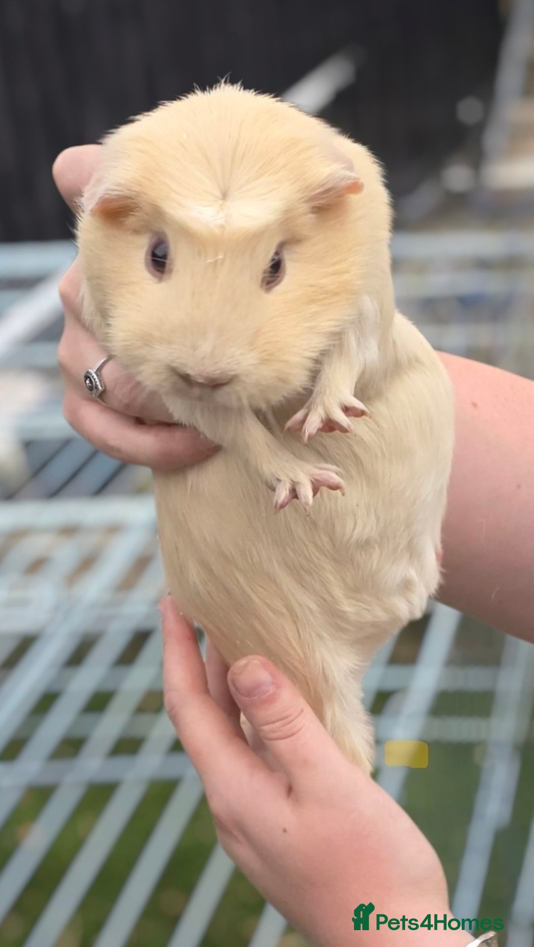 Guinea Pig rodents for sale: Chunky sows for sale  - Image 1