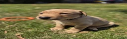 Labrador Retriever dogs for sale: Adorable KC registered Labrador puppies  - Advert 9