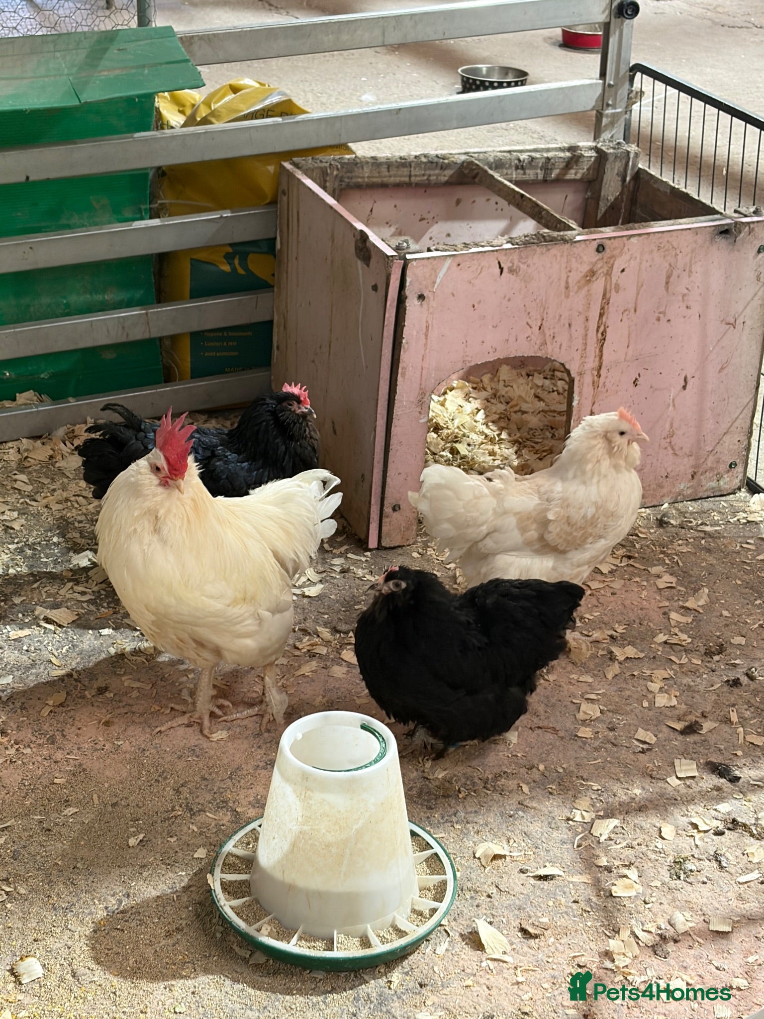 Chickens poultry 3 laying hens and cockerel.  - Advert 1