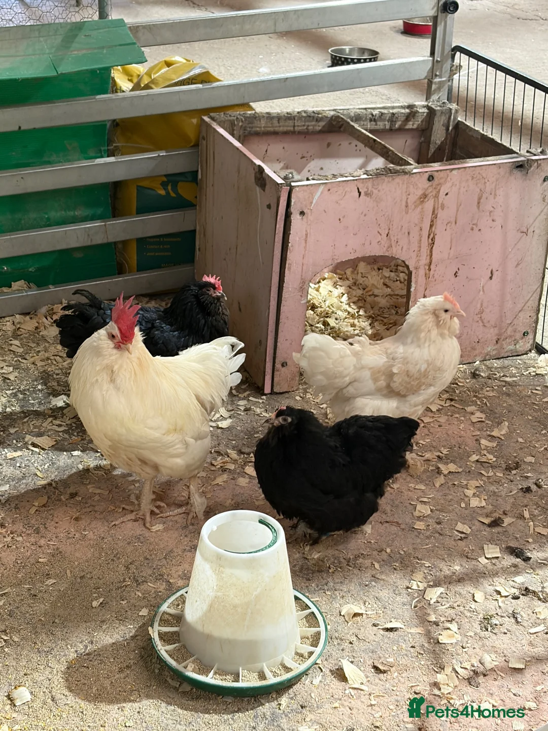 Chickens poultry for sale: 3 laying hens and cockerel.  - Advert 1