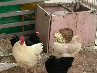Chickens poultry 3 laying hens and cockerel. - Advert 1