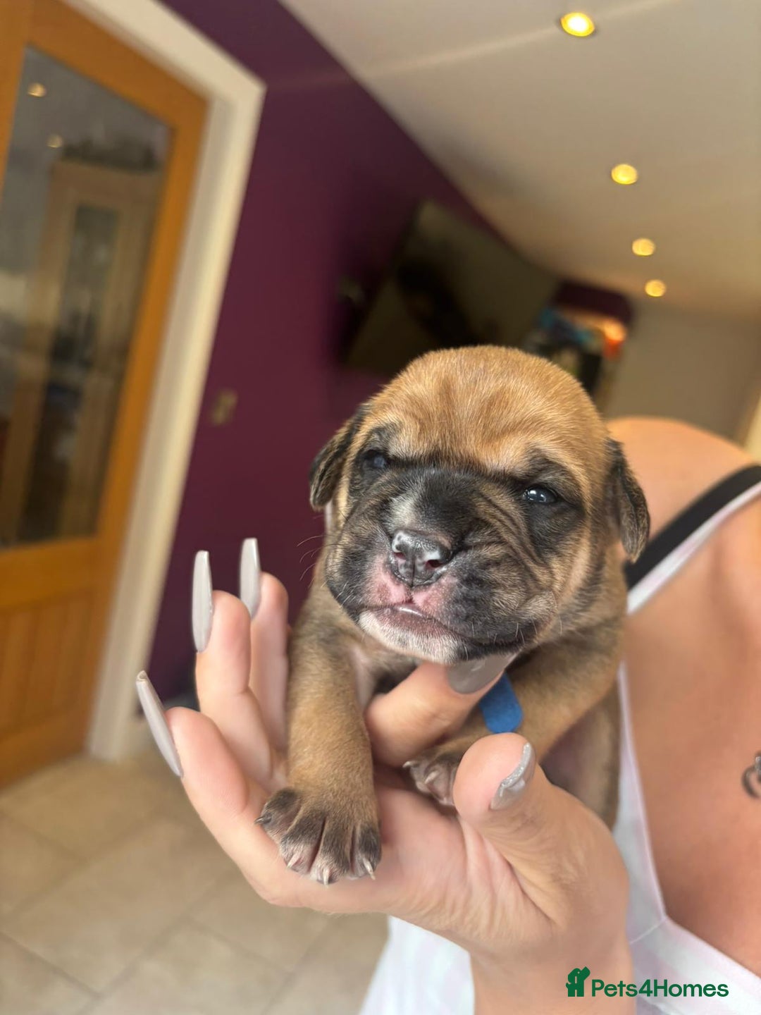 Mixed Breed dogs for sale: Baby bullmastiffs x - Advert 13