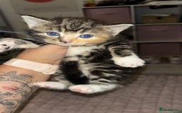 British Shorthair cats for sale: Beautiful kittens for sale 🩷💙 - Image 3