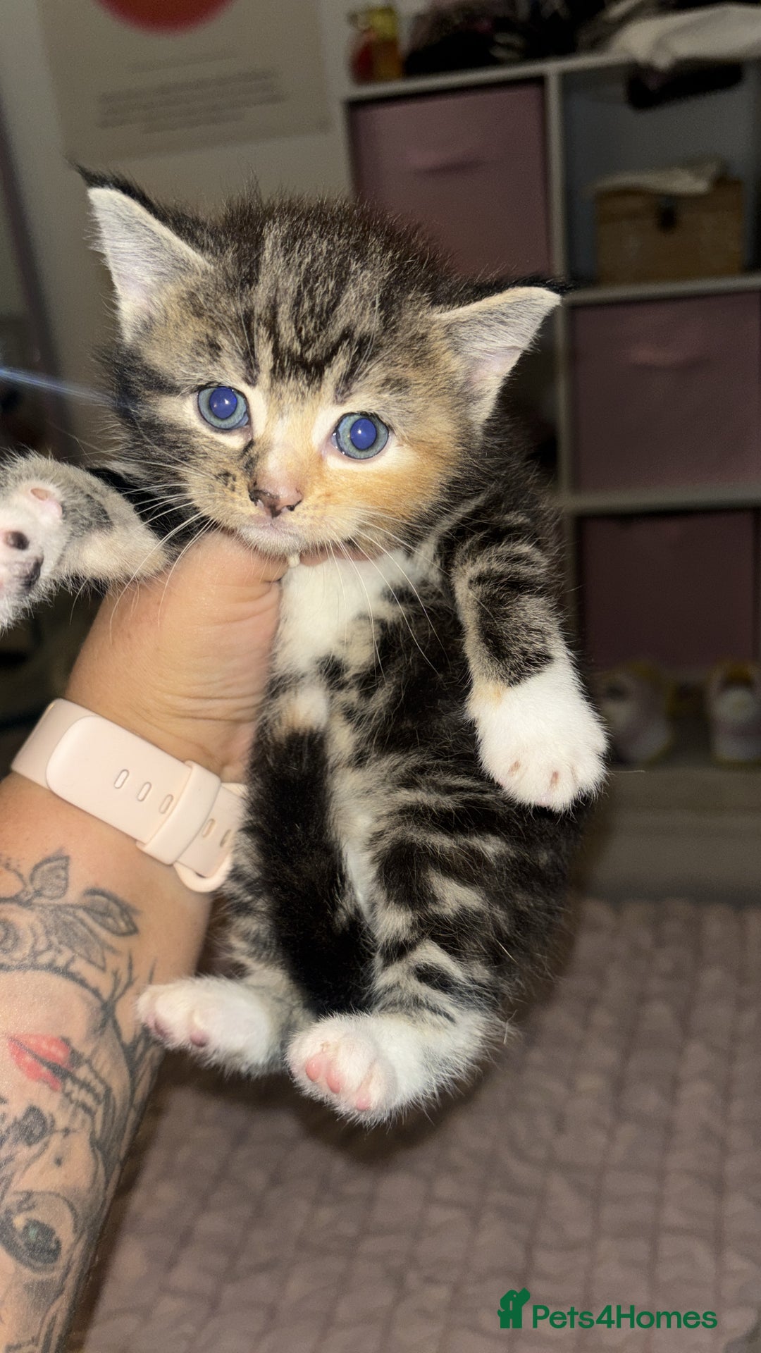 British Shorthair cats for sale: Beautiful kittens for sale 🩷💙 - Image 3