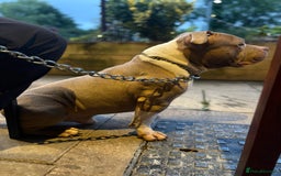 American Bully dogs for stud: ABKC Stunning Male Bully (BUDDY🐶) - Image 4