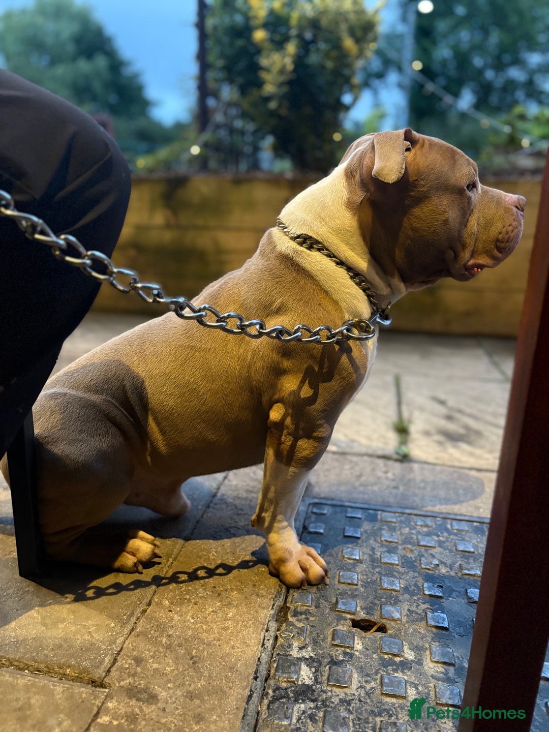American Bully dogs for stud: ABKC Stunning Male Bully (BUDDY🐶) - Image 4