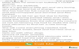 Mixed Breed dogs for sale: American cocker spaniel x american bulldog a.i - Advert 5