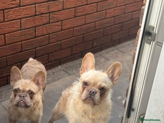 French Bulldog dogs Stu Little, Curious George, Martha, Bunjee - Advert 1