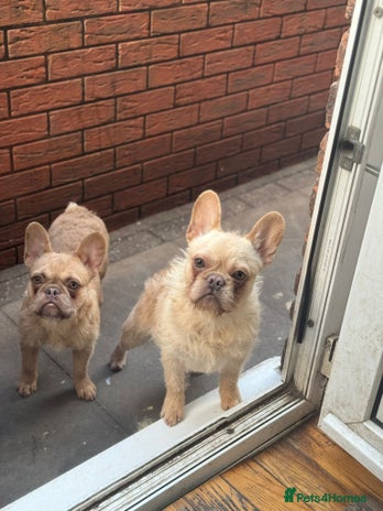 French Bulldog dogs Stu Little, Curious George, Martha, Bunjee - Advert 2