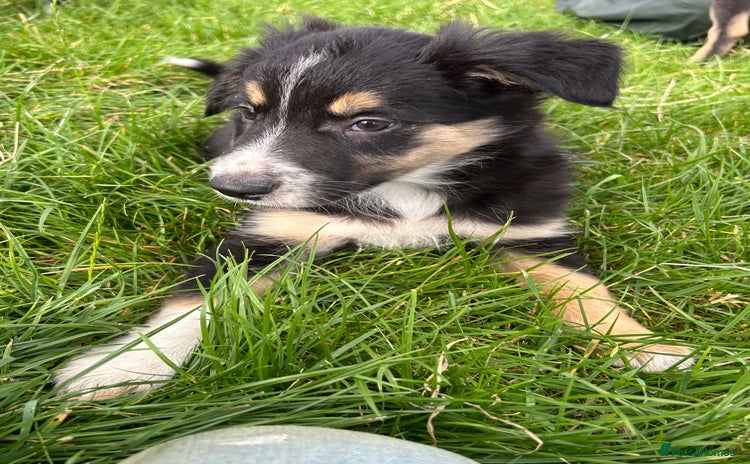 Border Collie dogs - Advert 4