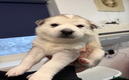 Siberian Husky dogs for sale: 1 female and 2 male huskies for sale - Advert 13