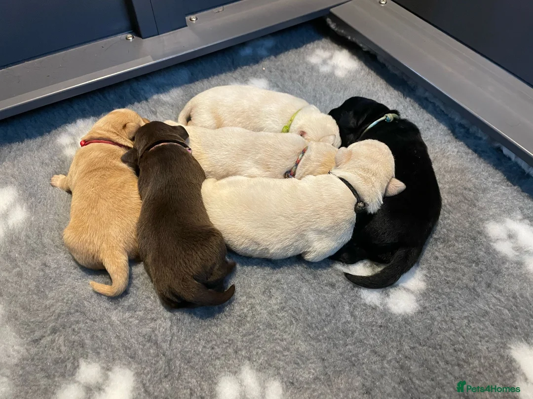 Labrador Retriever dogs for stud: KC REGISTERED LABRADOR STUD in Worcester - Advert 9