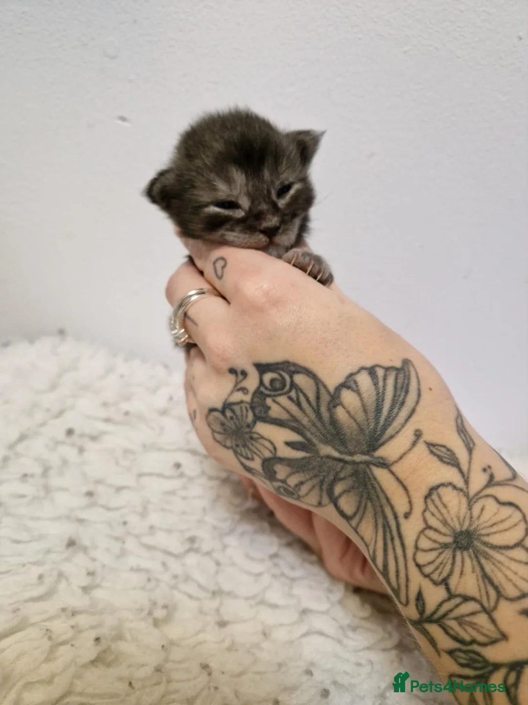 Maine Coon cats for sale: 6 stunning Maine coon kittens  - Advert 7