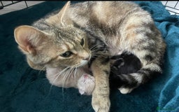 Mixed Breed cats for sale: 3 british shorthair kittens for sale  - Image 11