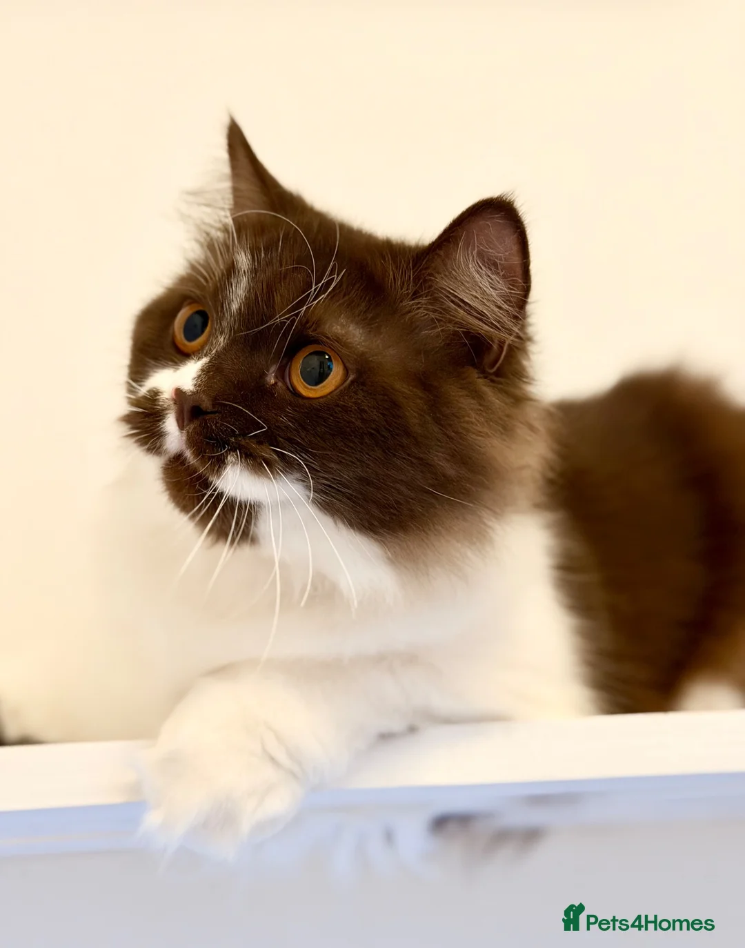 British Longhair cats for sale: Champion line Chocolate/white boy - Advert 2