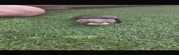Ferret rodents for sale: Baby Ferrets  - Advert 4