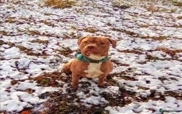 Staffordshire Bull Terrier dogs for sale: Staffordshire bull terrier for rehoming  - Image 5