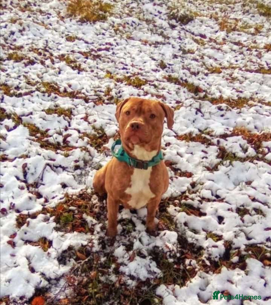 Staffordshire Bull Terrier dogs for sale: Staffordshire bull terrier for rehoming  - Image 5