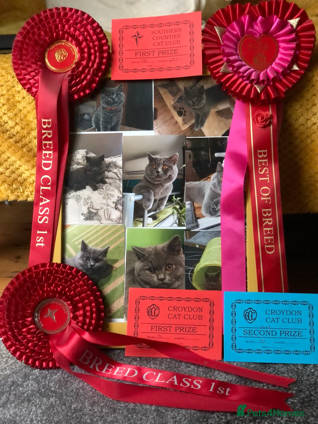 British Shorthair cats for stud: Blue colour BSH Champion Line GCCF stud  in London - Advert 6