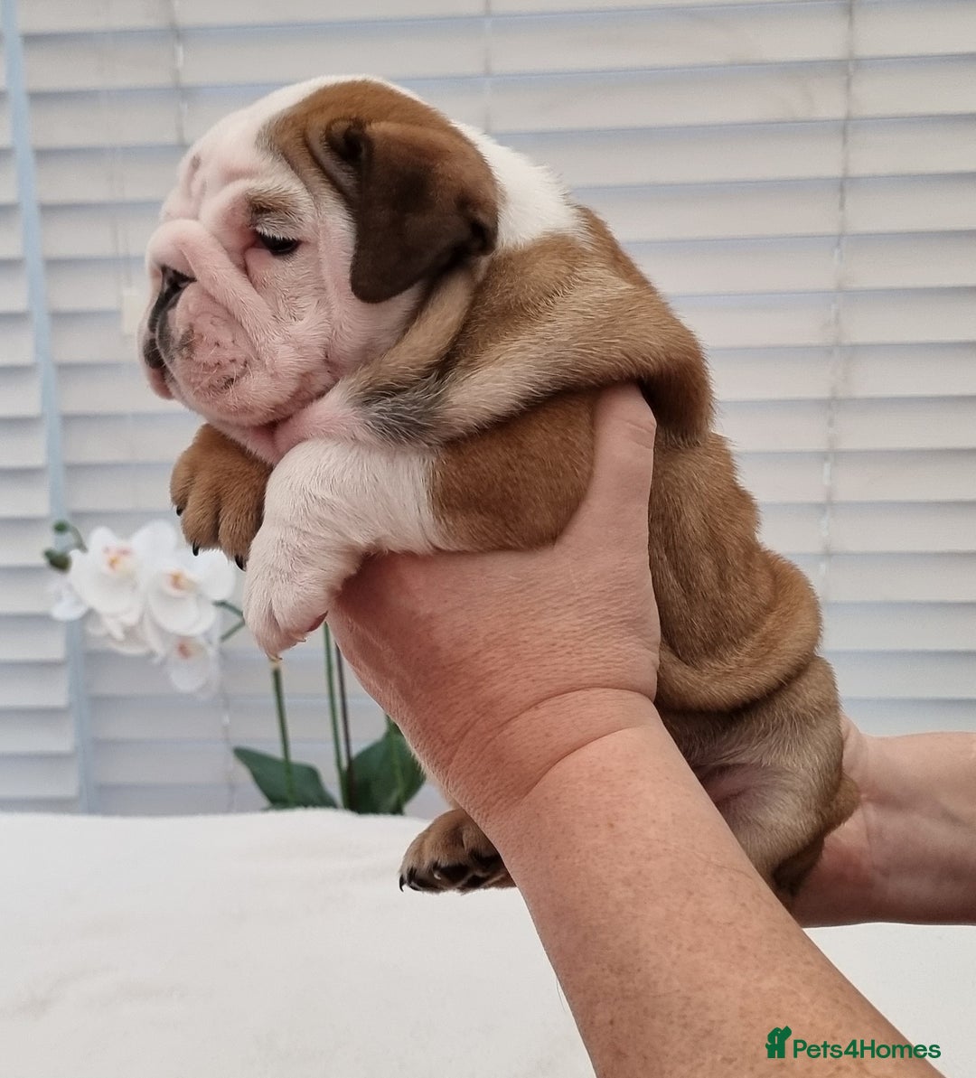 English Bulldog dogs for sale: Bulldog Pups Kennel Club Registered  - Advert 3