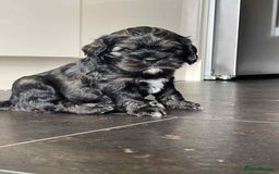 Mixed Breed dogs for sale: Three beautiful males looking for loving homes - Image 7