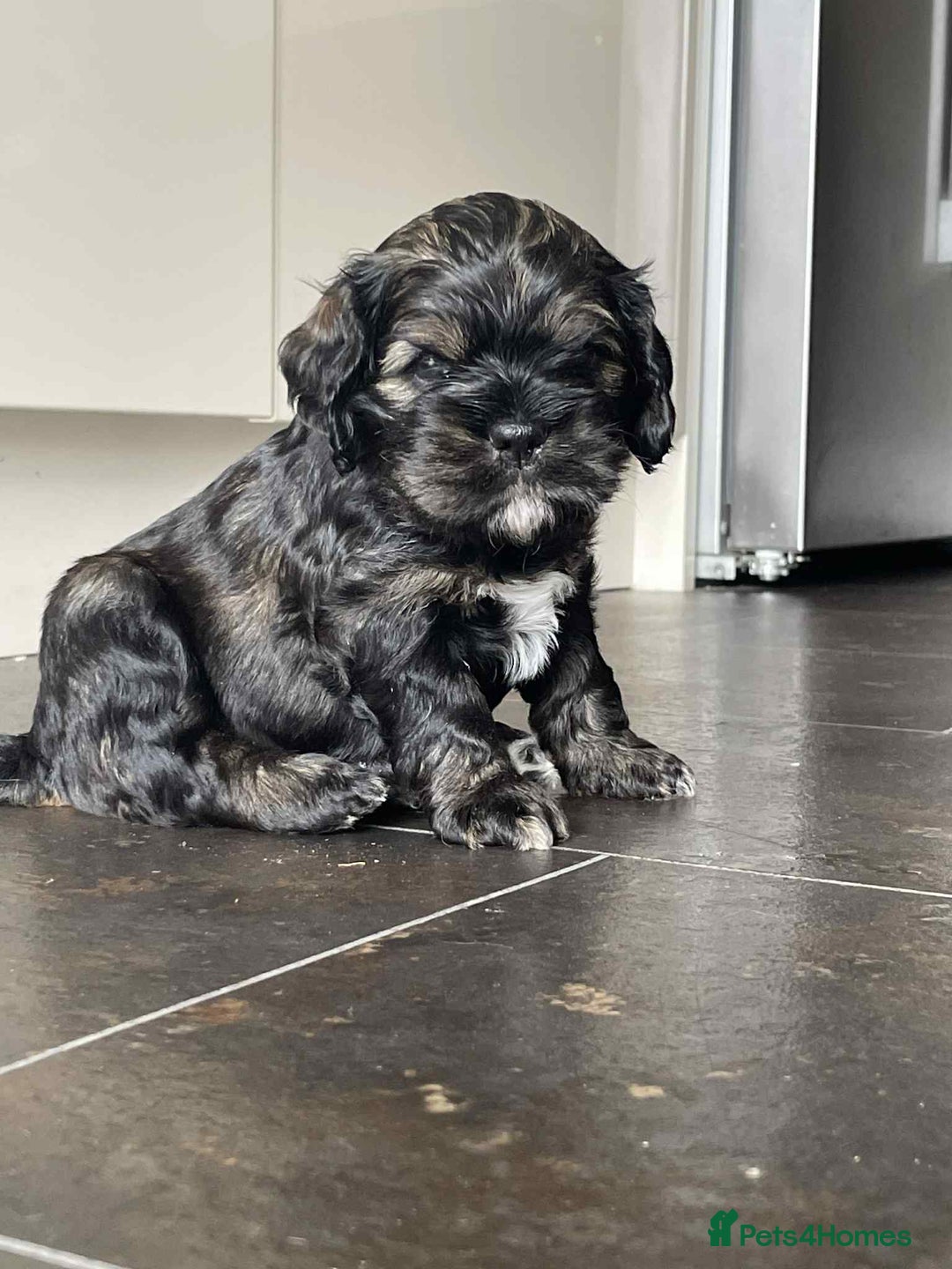 Mixed Breed dogs for sale: Three beautiful males looking for loving homes - Image 7