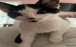 Domestic Shorthair cats for sale: Kitten  - Advert 3