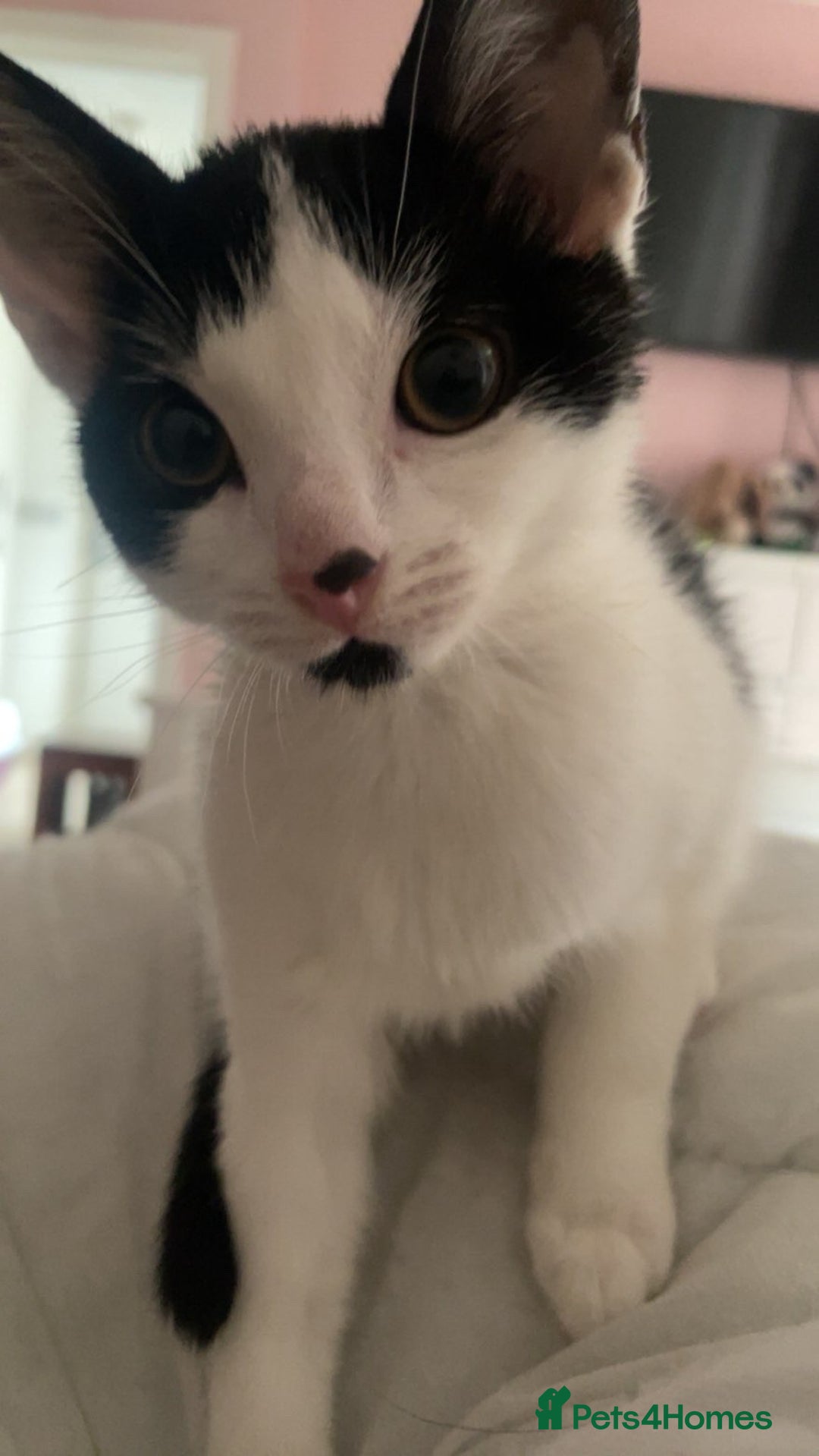 Domestic Shorthair cats for sale: Kitten  - Advert 3