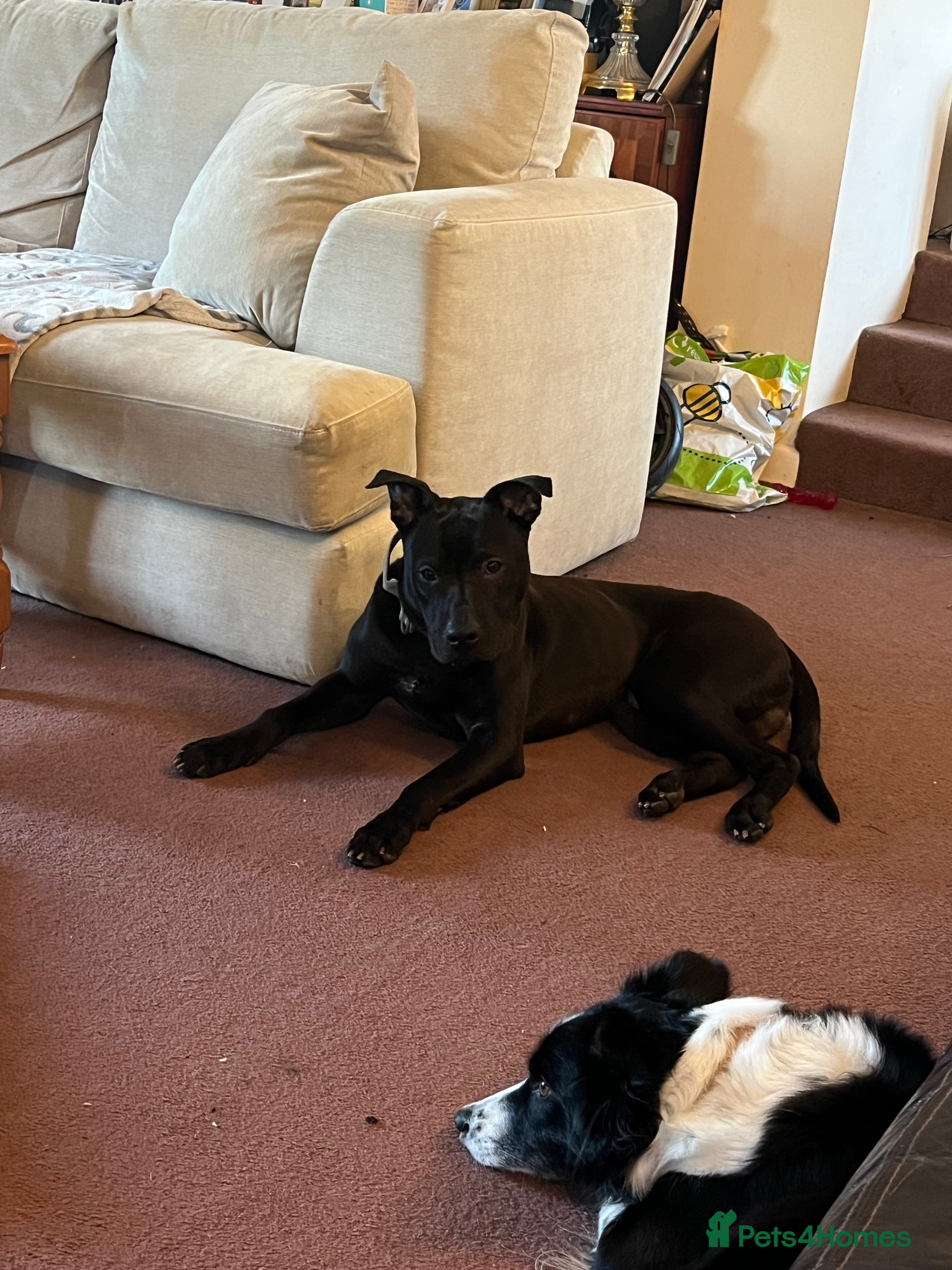 Mixed Breed dogs Rocco  - Advert 1