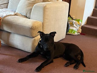 Mixed Breed dogs Rocco - Advert 17