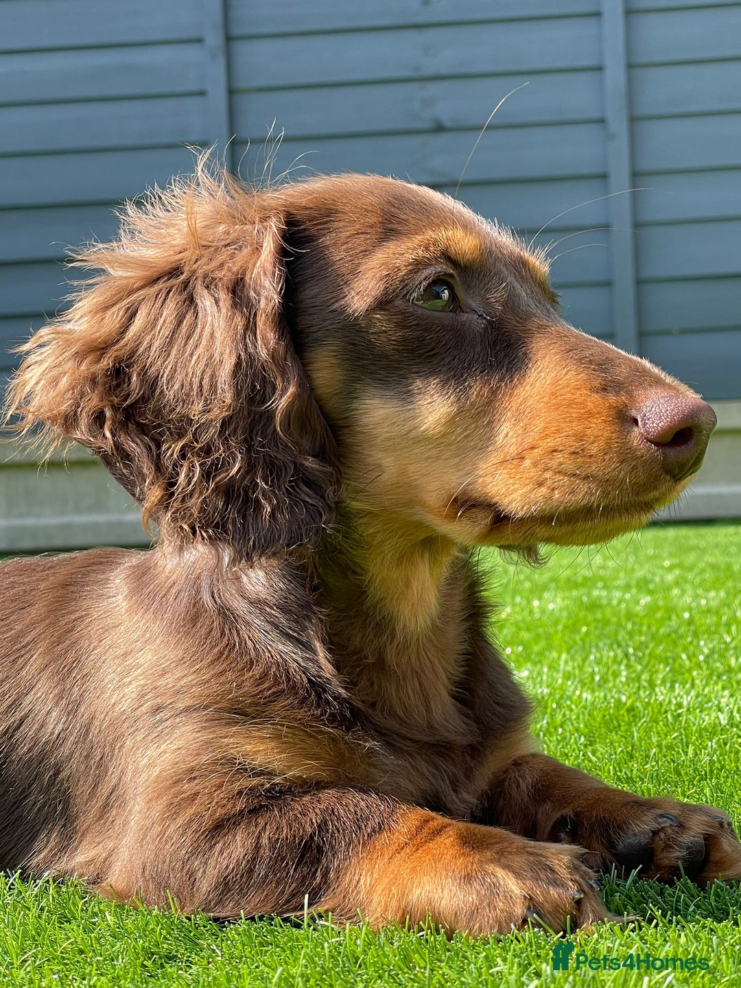 Miniature Dachshund dogs for stud: Long-haired miniature Dachshund in Hitchin - Advert 11