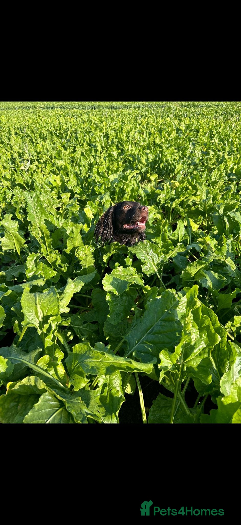 Cocker Spaniel dogs 🐾 5 Gen - KC Working Cocker Spaniel Puppies   - Advert 1