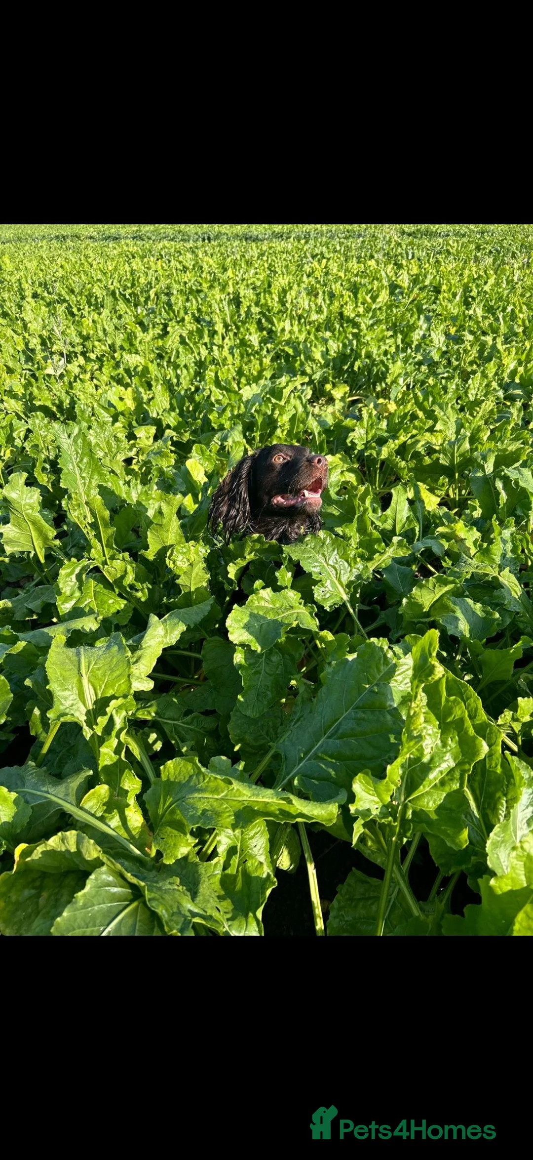 Cocker Spaniel dogs for sale: 🐾 5 Gen - KC Working Cocker Spaniel Puppies   - Advert 1