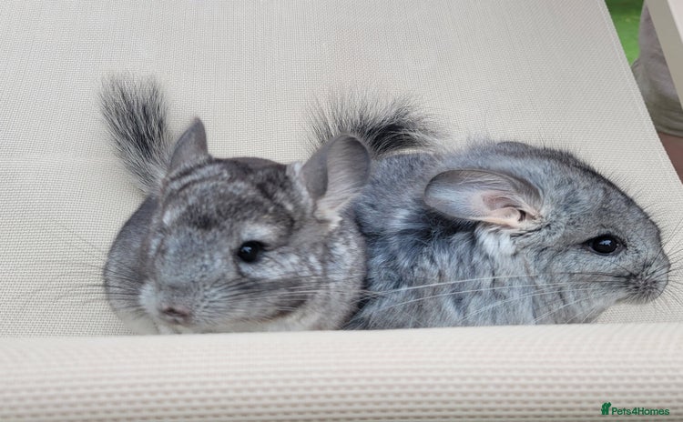 Chinchilla rodents in Bournemouth - Advert 1