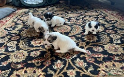 Coton De Tulear dogs for sale: Beautiful Coton de Tulear Puppies - Image 7