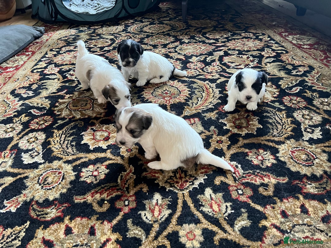 Coton De Tulear dogs for sale: Beautiful Coton de Tulear Puppies - Image 7