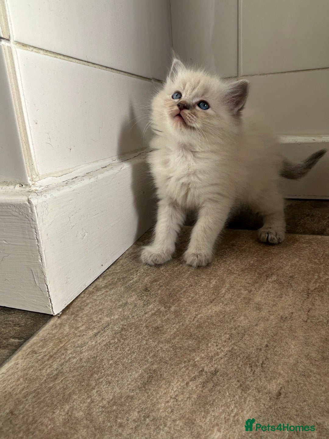 Ragdoll cats for sale: Amazing Ragdoll kittens 3 female 1 male - Image 7