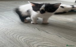 Mixed Breed cats for sale: Mixed breed kittens  - Image 19