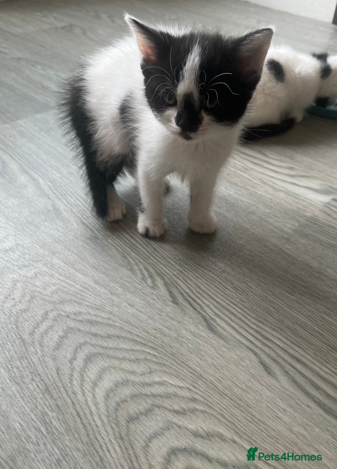 Mixed Breed cats for sale: Mixed breed kittens  - Image 19