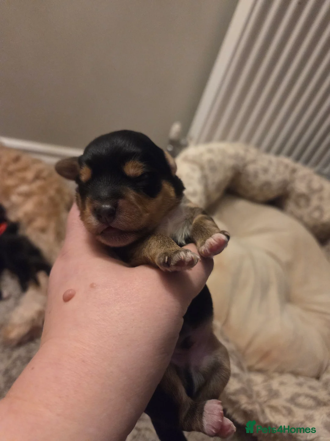 Mixed Breed dogs for sale: Yorkipoo - Advert 3