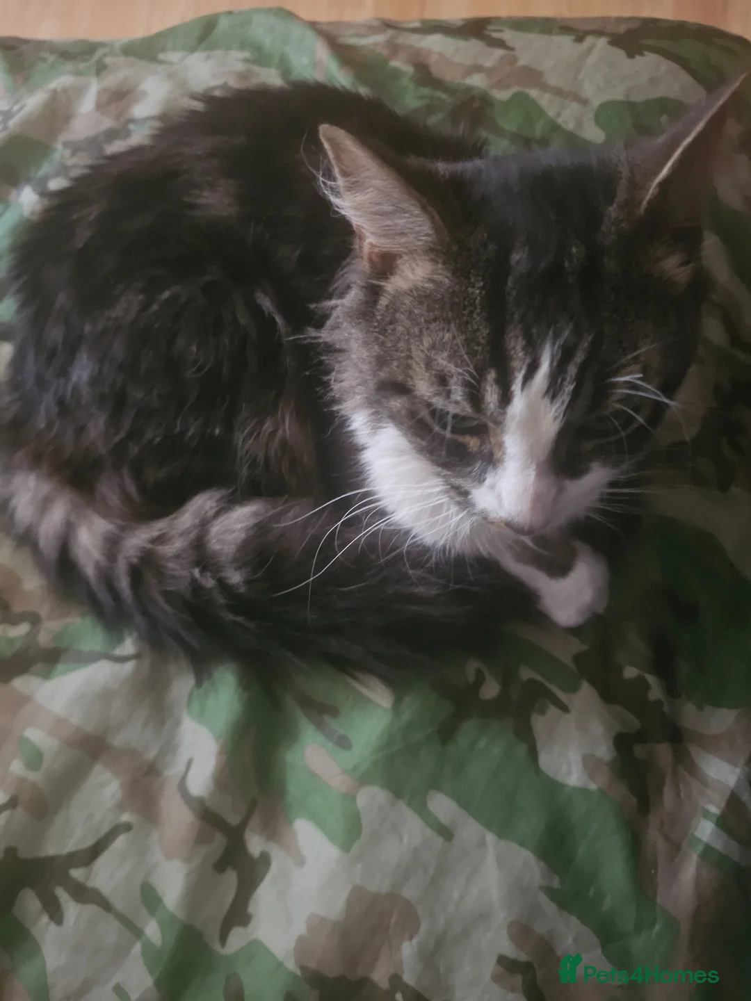 Mixed Breed cats for sale: Fluffy male kitten ready to leave - Advert 2