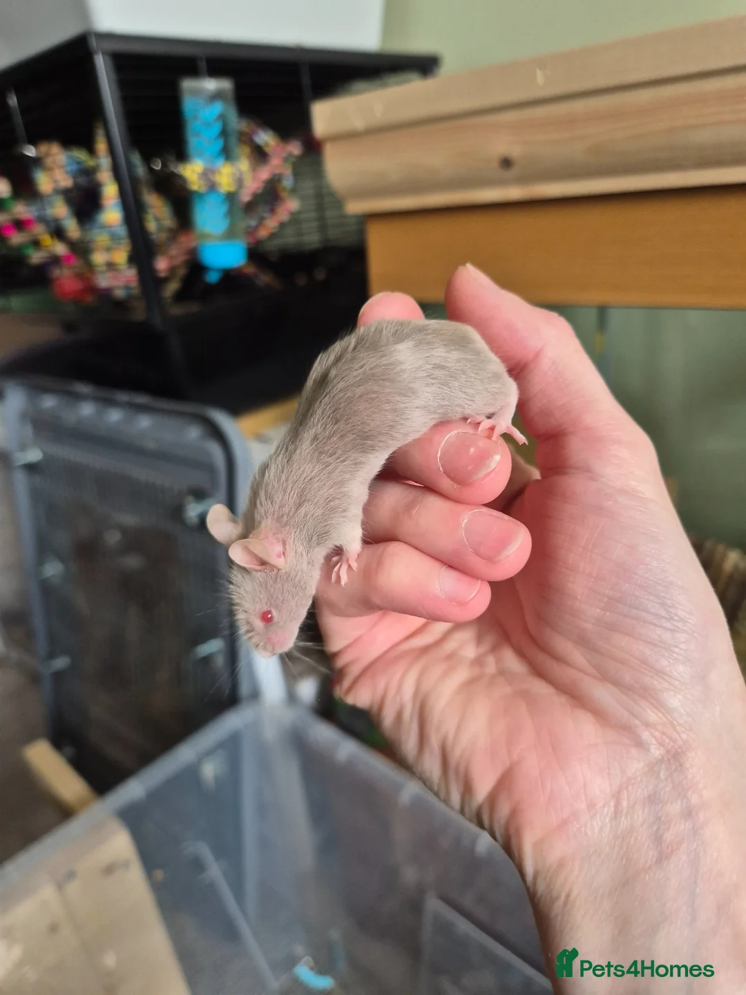 Mouse rodents for sale: 3 female mice - Advert 2