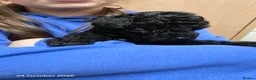 Maltipoo dogs for sale: Beautiful Maltipoo Girls – Black & Cream - Advert 2