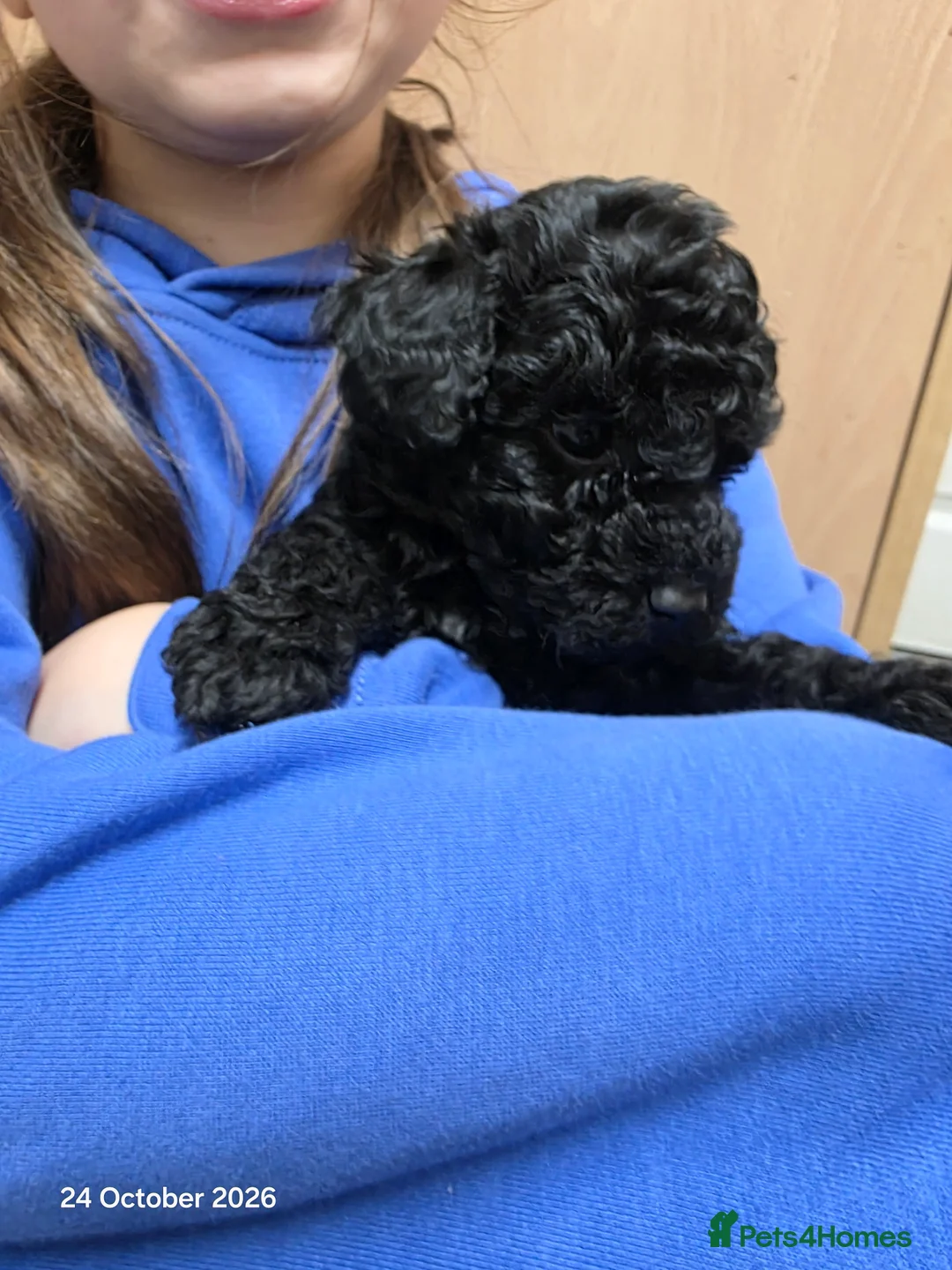 Maltipoo dogs for sale: Beautiful Maltipoo Girls – Black & Cream - Advert 2