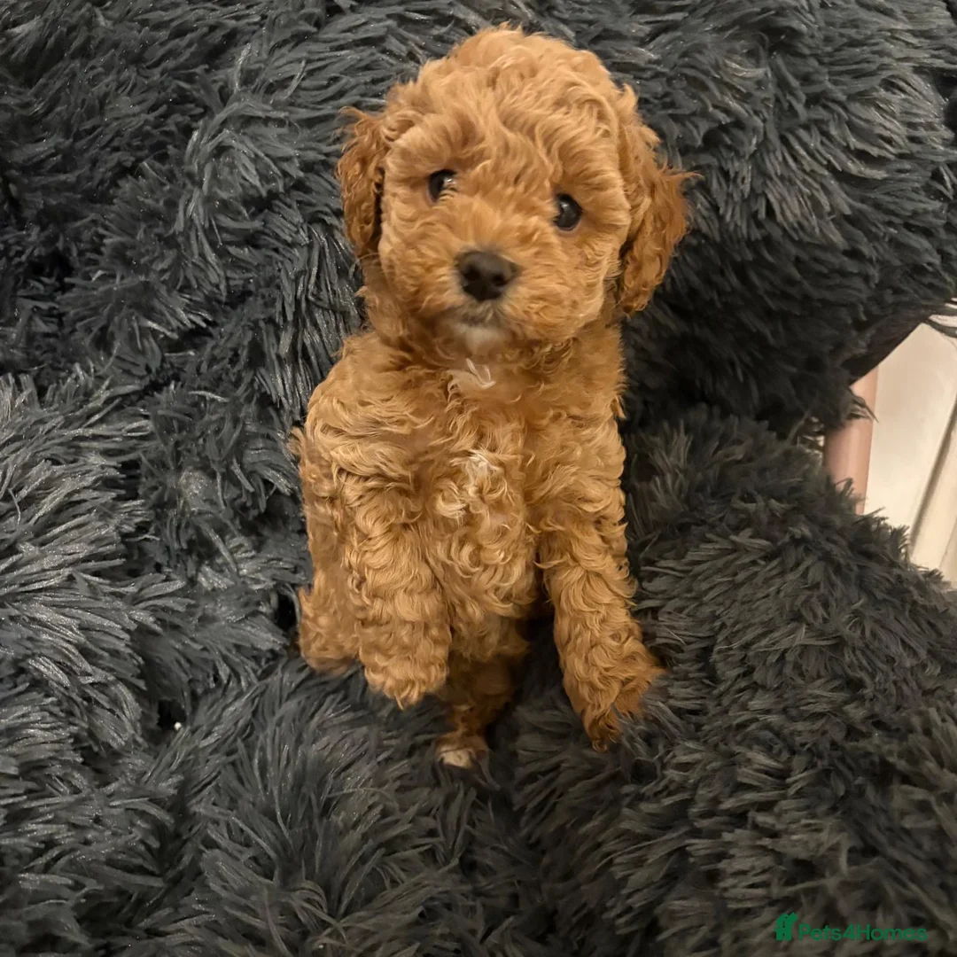 Cavapoochon dogs for sale: Therapy Puppies  - Advert 33