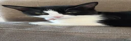 Mixed Breed cats for sale: Seven month old kitten - Oreo in Waltham Cross - Advert 6