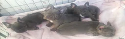 French Bulldog dogs for sale: Lilac/pink french bulldog puppies  in Loughborough - Advert 16